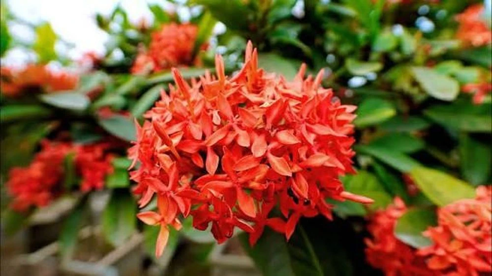 Có nên trồng hoa Mẫu Đơn trước nhà? - Hình 3