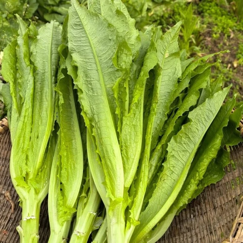Loại rau ít người chưa biết ăn nhưng vừa ngon lại bổ, nhiều nơi bán 35.000 đồng/kg, đem xào thịt bò vừa giòn lại ngọt rất đã miệng - Hình 1