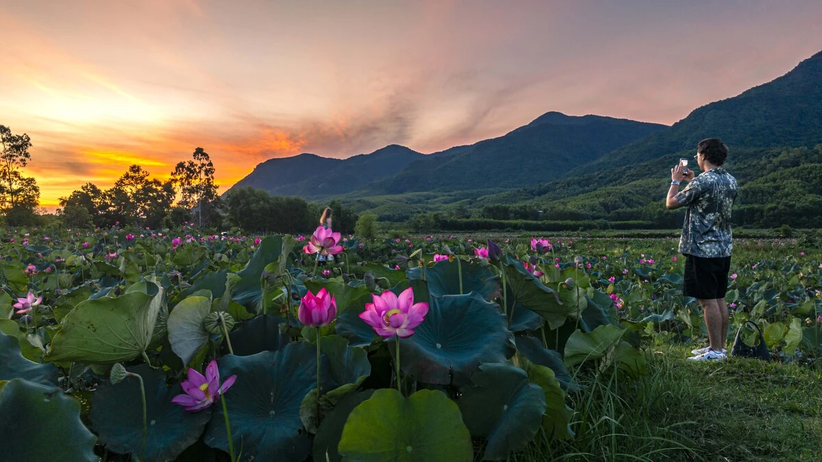 Sen nở rộ ngoại ô Đà Nẵng - Hình 7