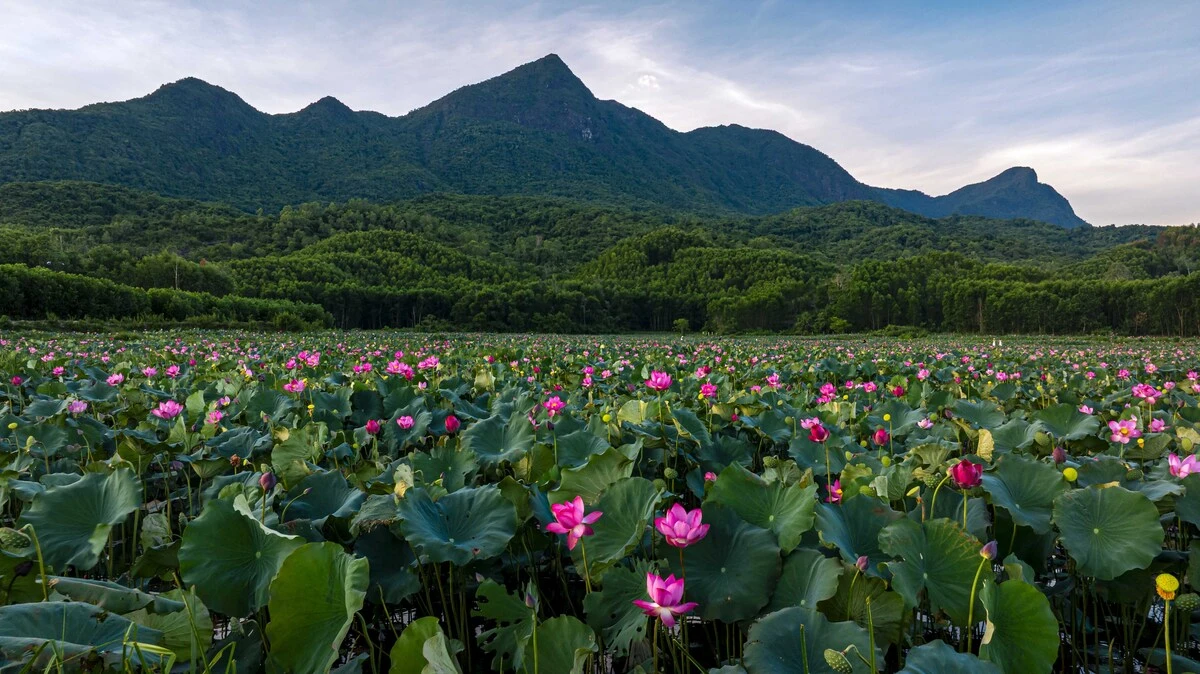 Sen nở rộ ngoại ô Đà Nẵng - Hình 1