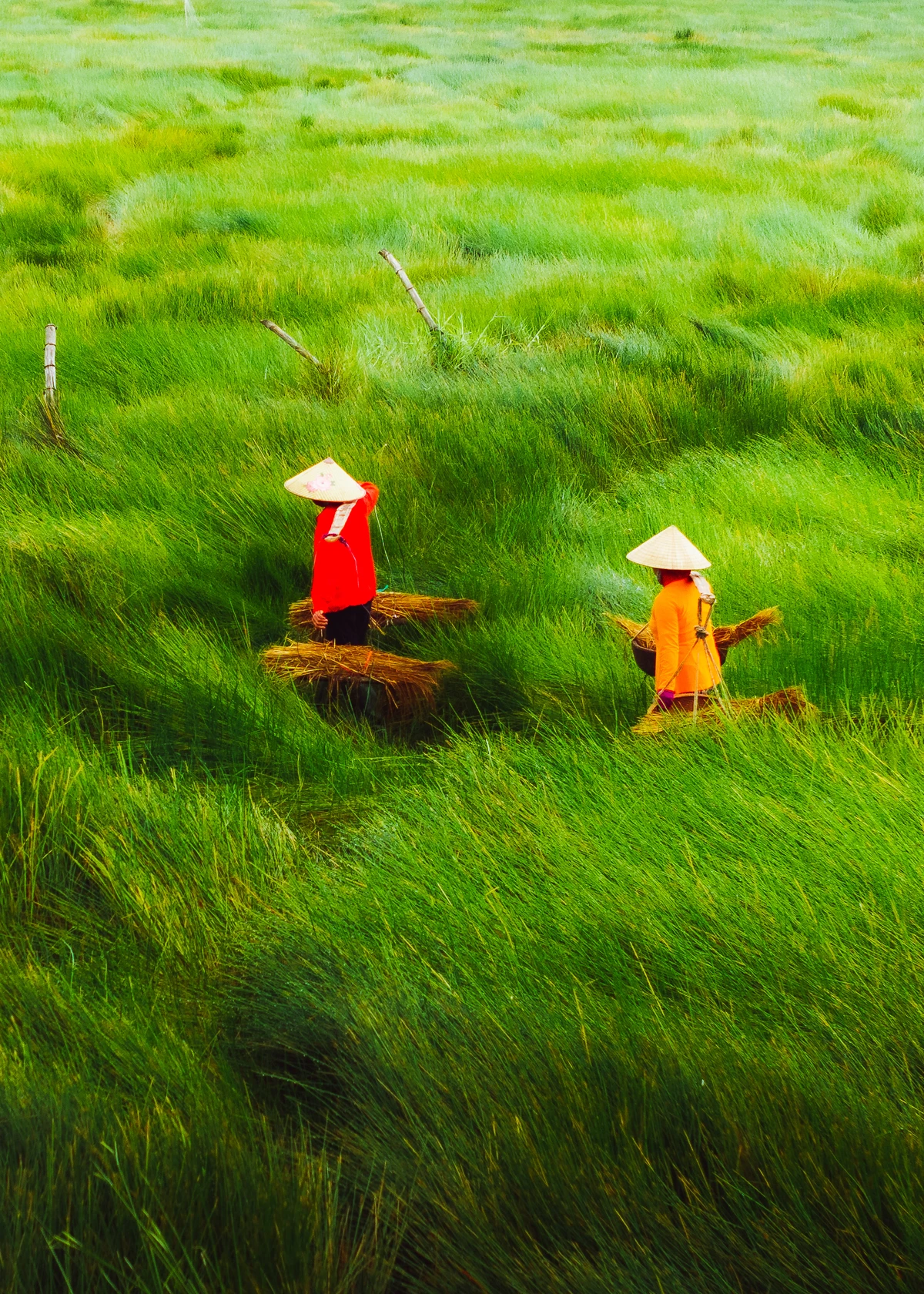 Cánh đồng bất tận ở Đà Nẵng - Hình 5