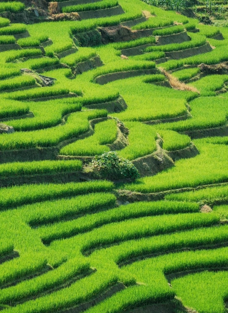 Mùa lúa xanh phủ kín ruộng bậc thang đẹp như tranh ở Y Tý - Hình 11