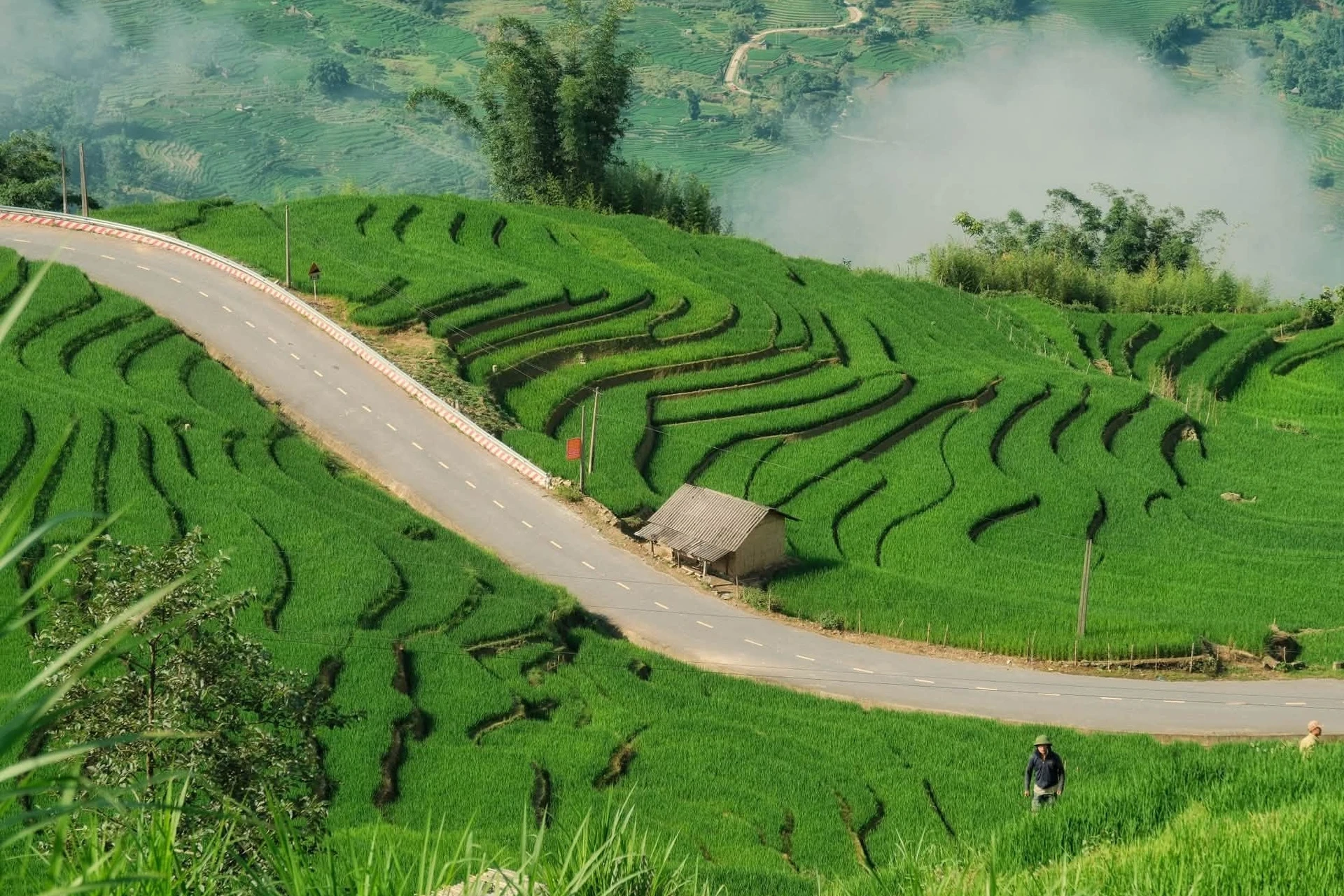 Mùa lúa xanh phủ kín ruộng bậc thang đẹp như tranh ở Y Tý - Hình 1