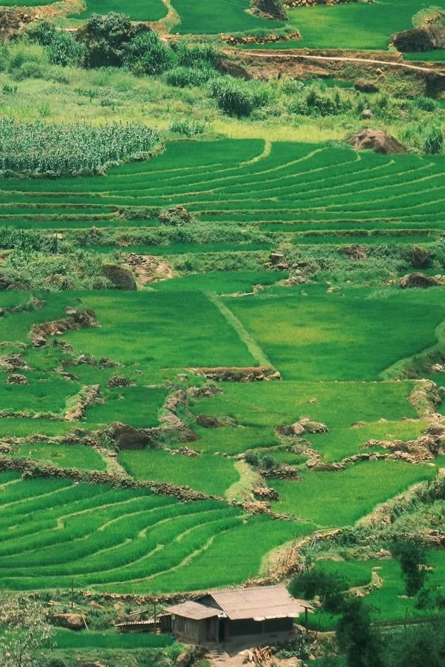 Mùa lúa xanh phủ kín ruộng bậc thang đẹp như tranh ở Y Tý - Hình 10