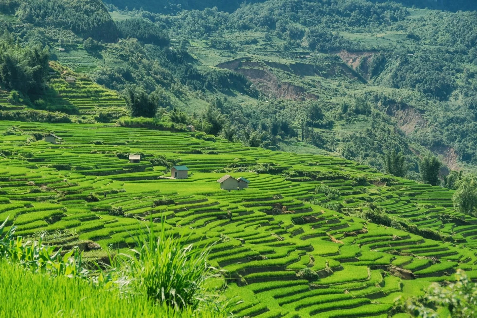 Mùa lúa xanh phủ kín ruộng bậc thang đẹp như tranh ở Y Tý - Hình 2