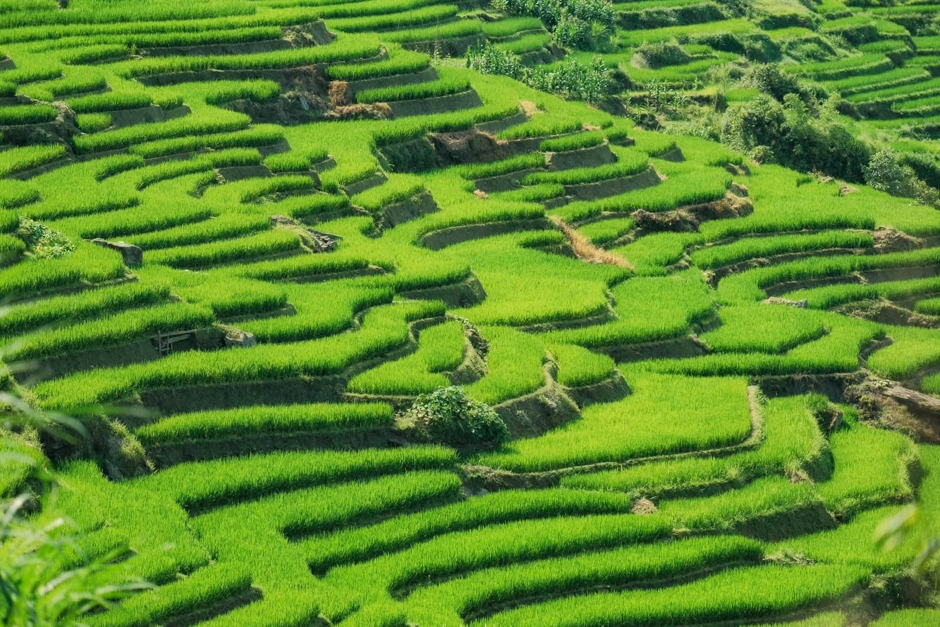 Mùa lúa xanh phủ kín ruộng bậc thang đẹp như tranh ở Y Tý - Hình 9