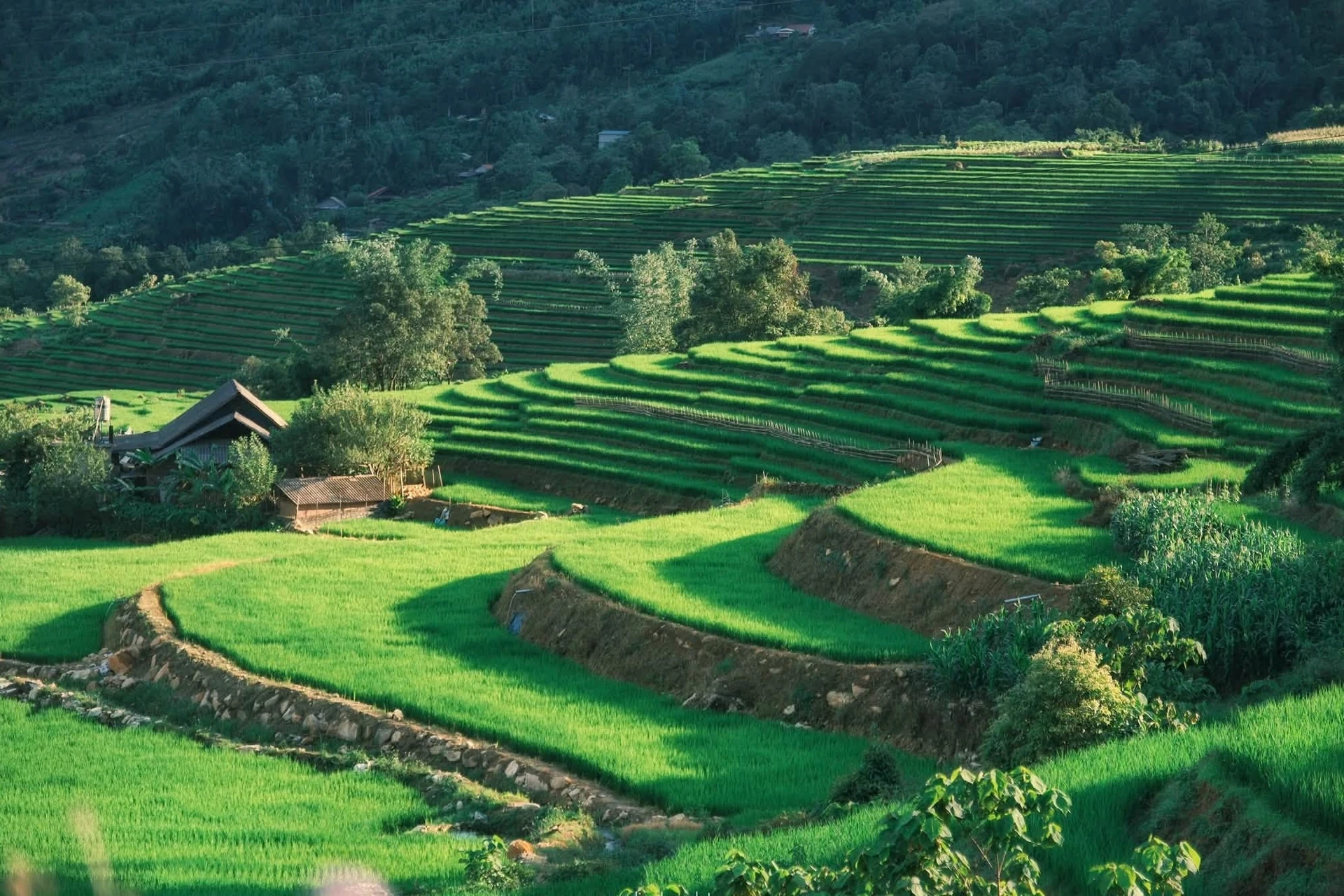 Mùa lúa xanh phủ kín ruộng bậc thang đẹp như tranh ở Y Tý - Hình 3