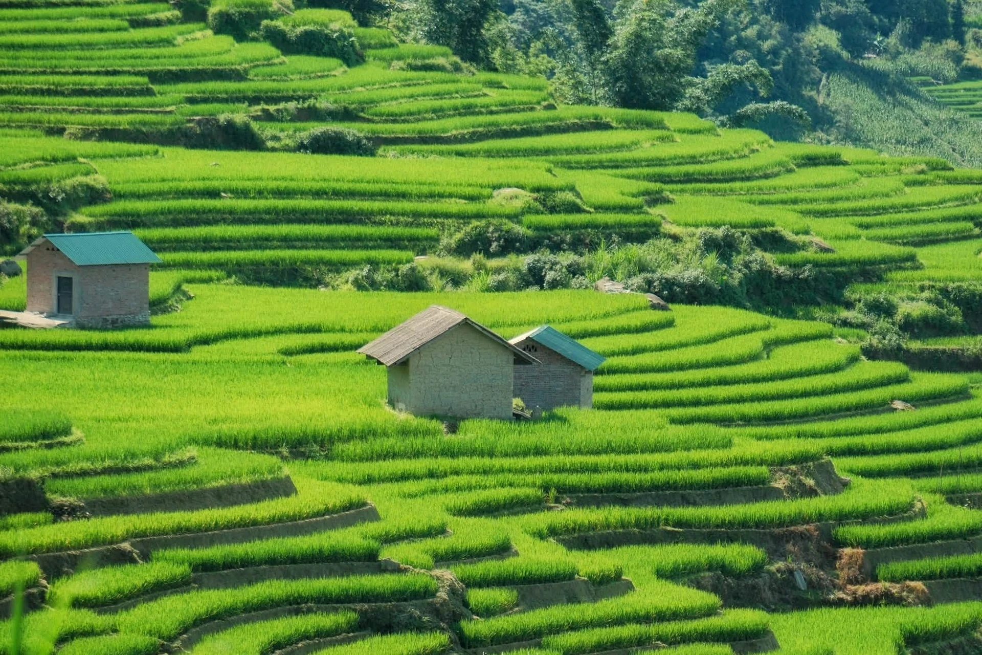 Mùa lúa xanh phủ kín ruộng bậc thang đẹp như tranh ở Y Tý - Hình 4