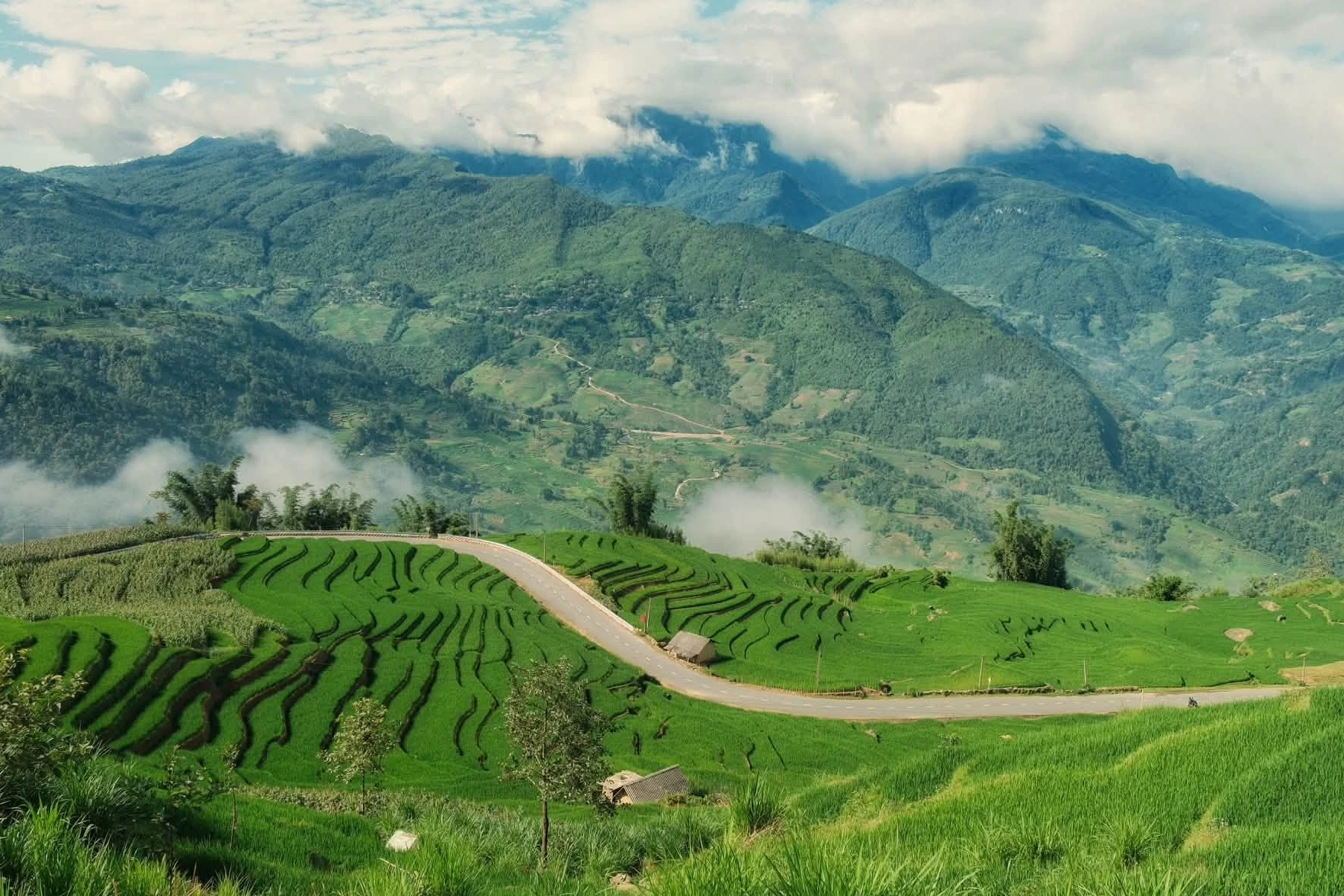 Mùa lúa xanh phủ kín ruộng bậc thang đẹp như tranh ở Y Tý - Hình 5