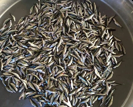 Loài cá nhỏ bé nhưng lại khiến bao thực khách phải mong chờ - Hình 1