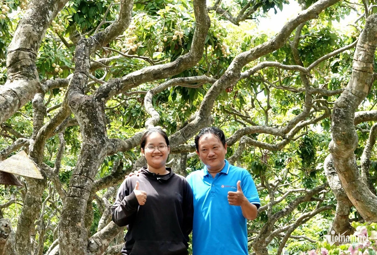 Vườn nhãn hơn 300 gốc cổ thụ ở Cần Thơ có dáng uốn lượn như rồng hút khách - Hình 8