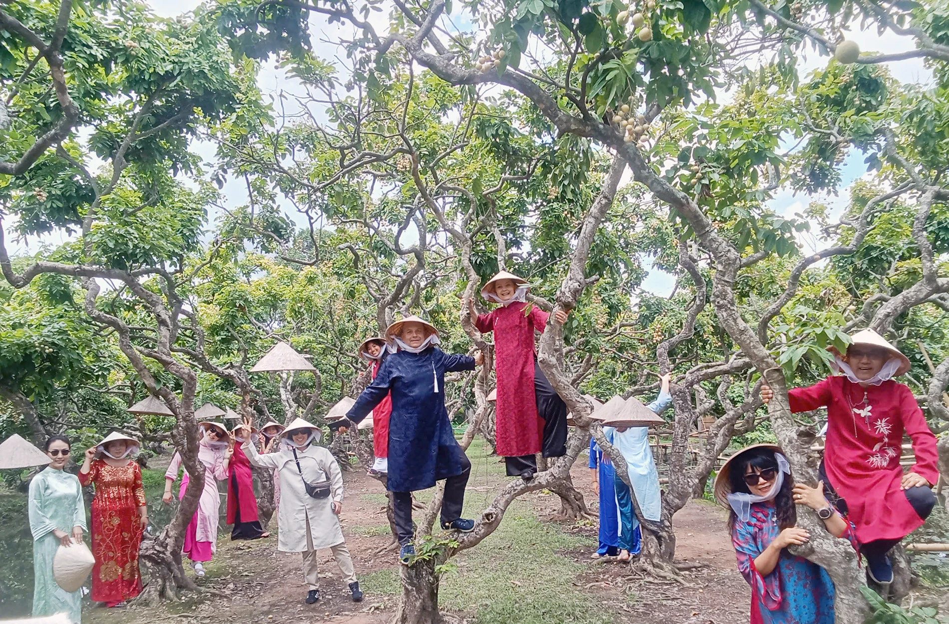Vườn nhãn hơn 300 gốc cổ thụ ở Cần Thơ có dáng uốn lượn như rồng hút khách - Hình 10