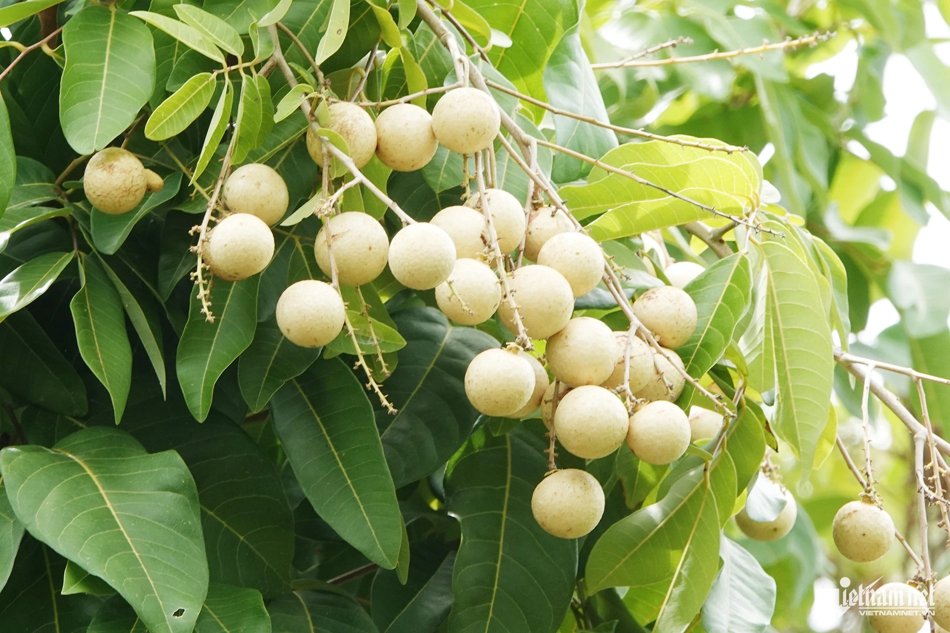 Vườn nhãn hơn 300 gốc cổ thụ ở Cần Thơ có dáng uốn lượn như rồng hút khách - Hình 3
