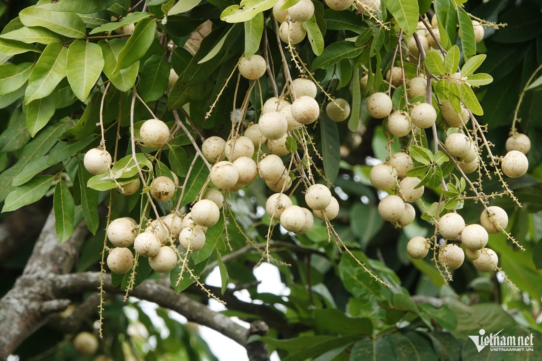 Vườn nhãn hơn 300 gốc cổ thụ ở Cần Thơ có dáng uốn lượn như rồng hút khách - Hình 4