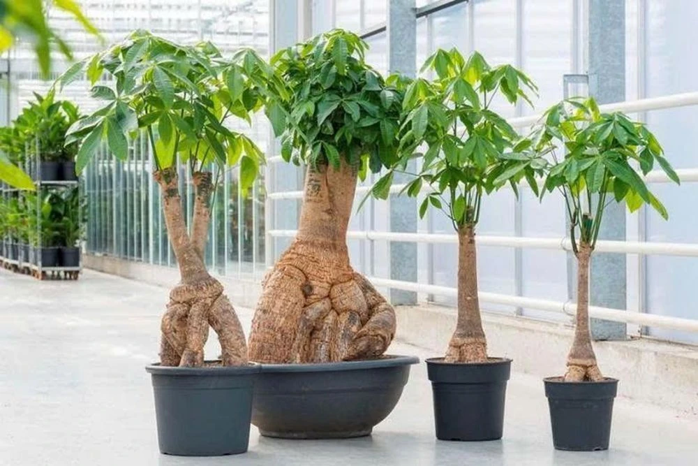 3 loại cây cảnh mang biểu tượng tài lộc và sự thịnh vượng - Hình 3