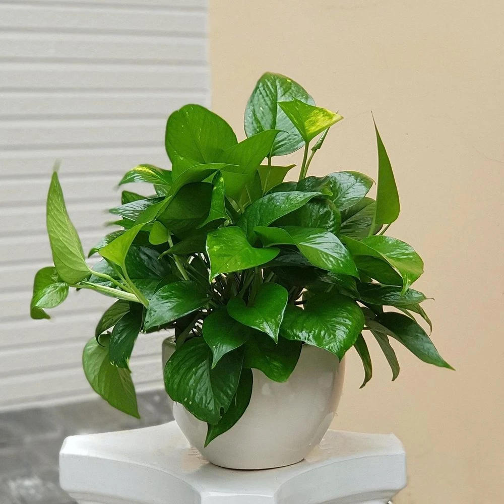 3 loại cây cảnh mang biểu tượng tài lộc và sự thịnh vượng - Hình 2