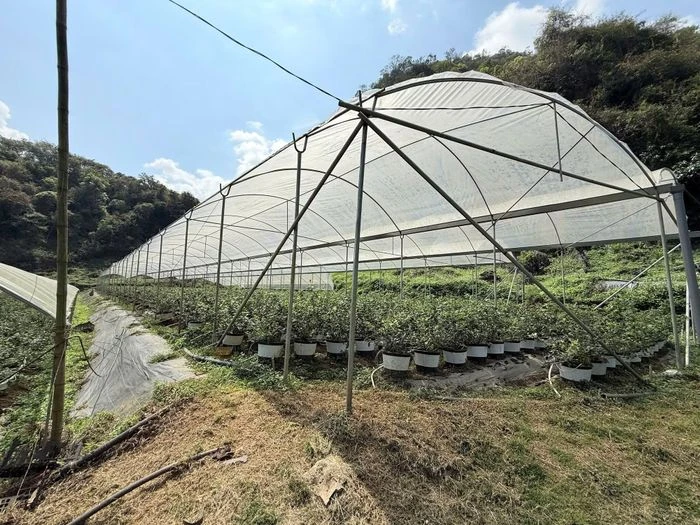 Công ty Greenland nhập lậu quả việt quất tươi trị giá hơn 10 tỷ đồng - Hình 6