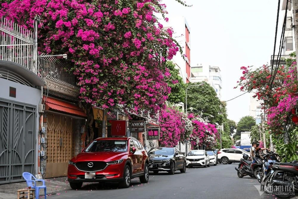 Top 5 cây cảnh mùa hè chịu nắng tốt, dễ trồng cho nhà phố - Hình 3