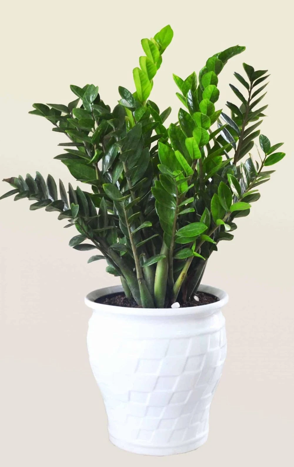 Nhà giàu thường trồng 3 loại cây này trong phòng khách: Không chỉ đẹp mà còn chiêu tài, đón vượng khí, hút tài lộc - Hình 1