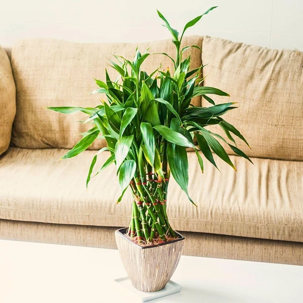 Nhà giàu thường trồng 3 loại cây này trong phòng khách: Không chỉ đẹp mà còn chiêu tài, đón vượng khí, hút tài lộc - Hình 2