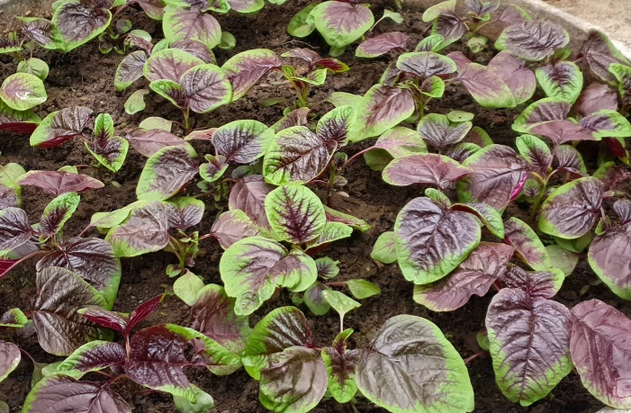 3 không khi ăn rau dền - Hình 1