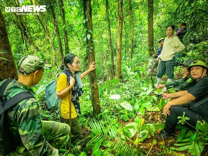 Lạc giữa đại ngàn đất mỏ Quảng Ninh, chạm vào báu vật xanh hàng trăm năm tuổi - Hình 1
