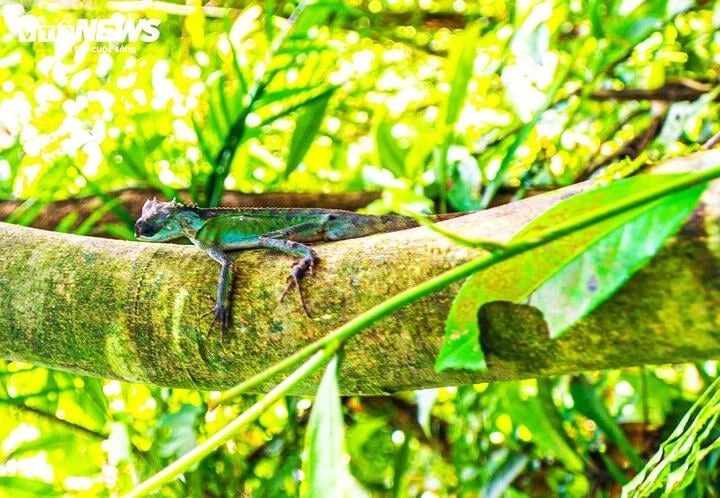 Lạc giữa đại ngàn đất mỏ Quảng Ninh, chạm vào báu vật xanh hàng trăm năm tuổi - Hình 7