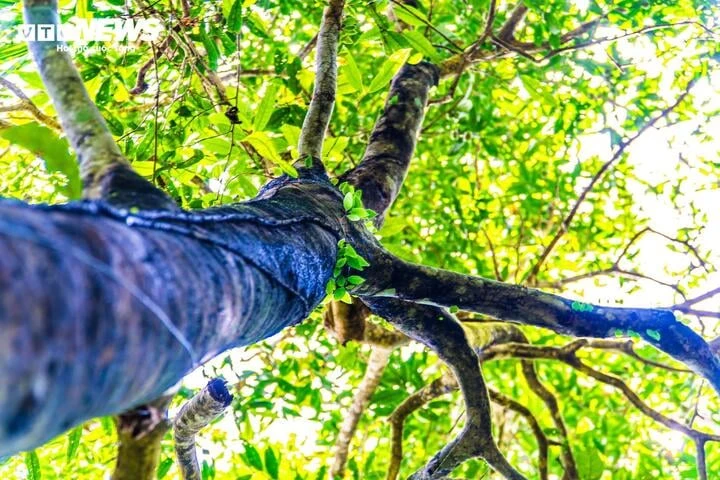 Lạc giữa đại ngàn đất mỏ Quảng Ninh, chạm vào báu vật xanh hàng trăm năm tuổi - Hình 4