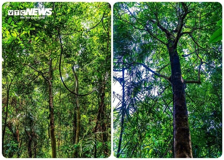 Lạc giữa đại ngàn đất mỏ Quảng Ninh, chạm vào báu vật xanh hàng trăm năm tuổi - Hình 6