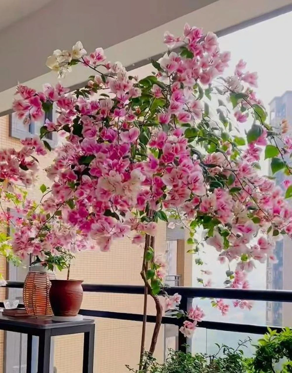 Lựa chọn cây hoa giấy sao cho phù hợp với không gian và bản mệnh - Hình 2