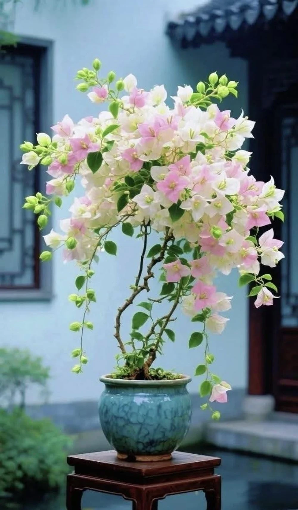 Lựa chọn cây hoa giấy sao cho phù hợp với không gian và bản mệnh - Hình 3