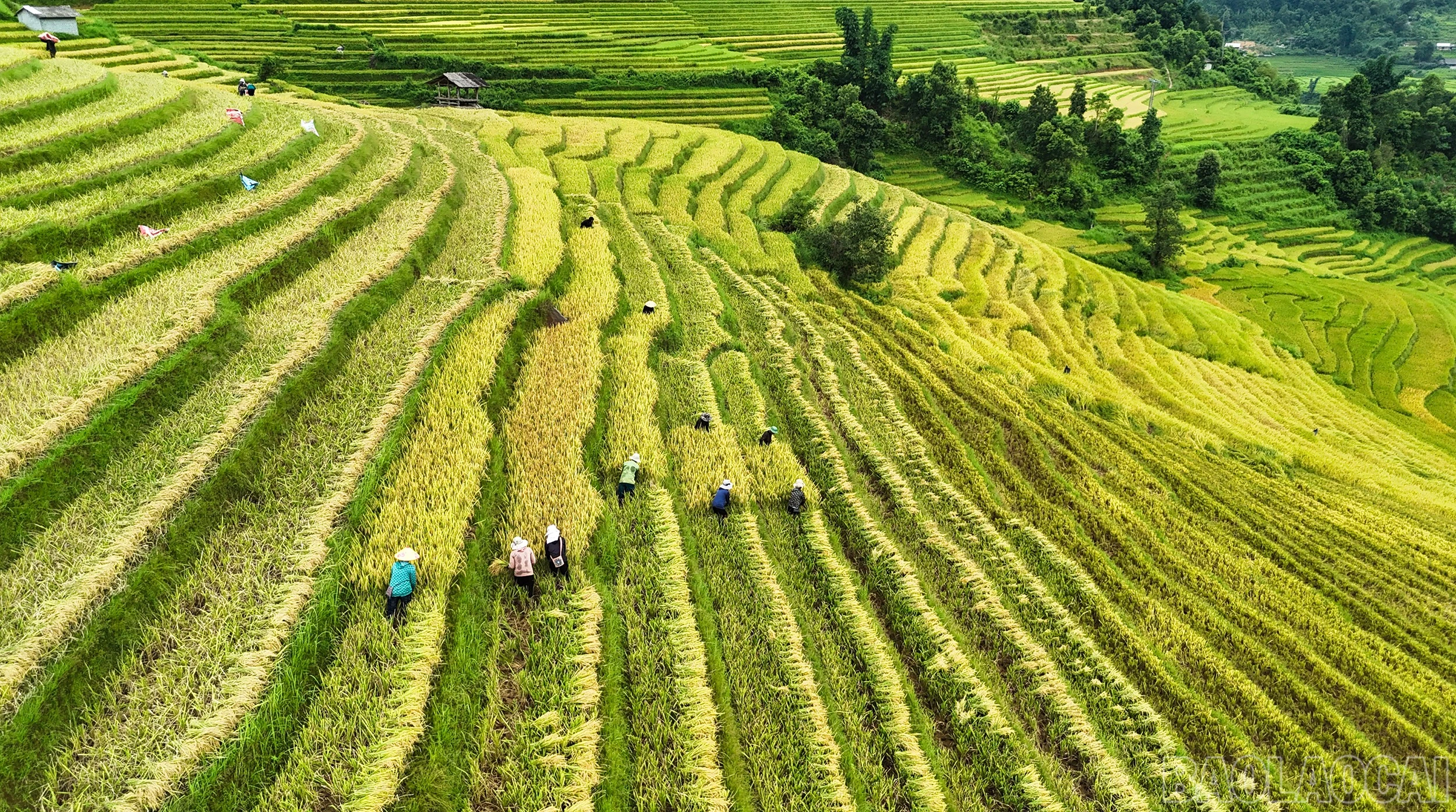 Mường Bo mùa lúa chín - Vẻ đẹp bình yên nơi thung lũng cuối trời Sa Pa - Hình 7