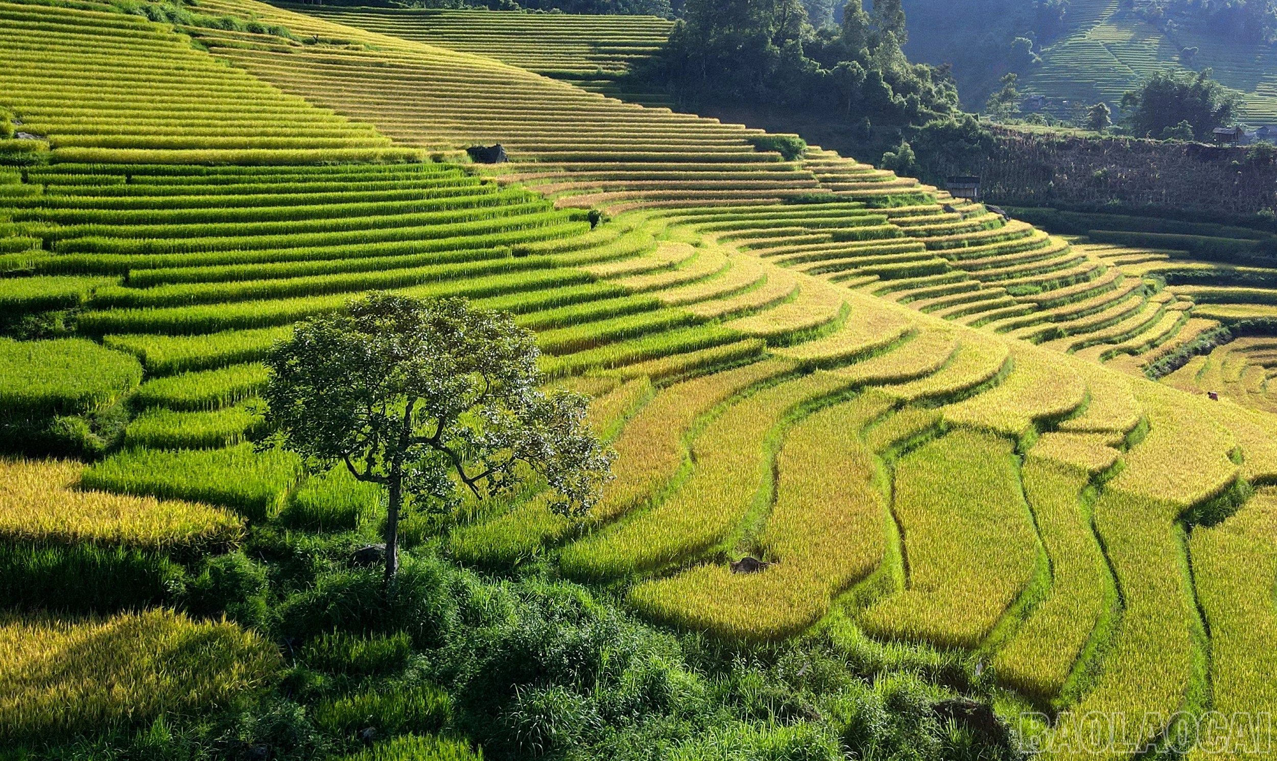 Mường Bo mùa lúa chín - Vẻ đẹp bình yên nơi thung lũng cuối trời Sa Pa - Hình 3