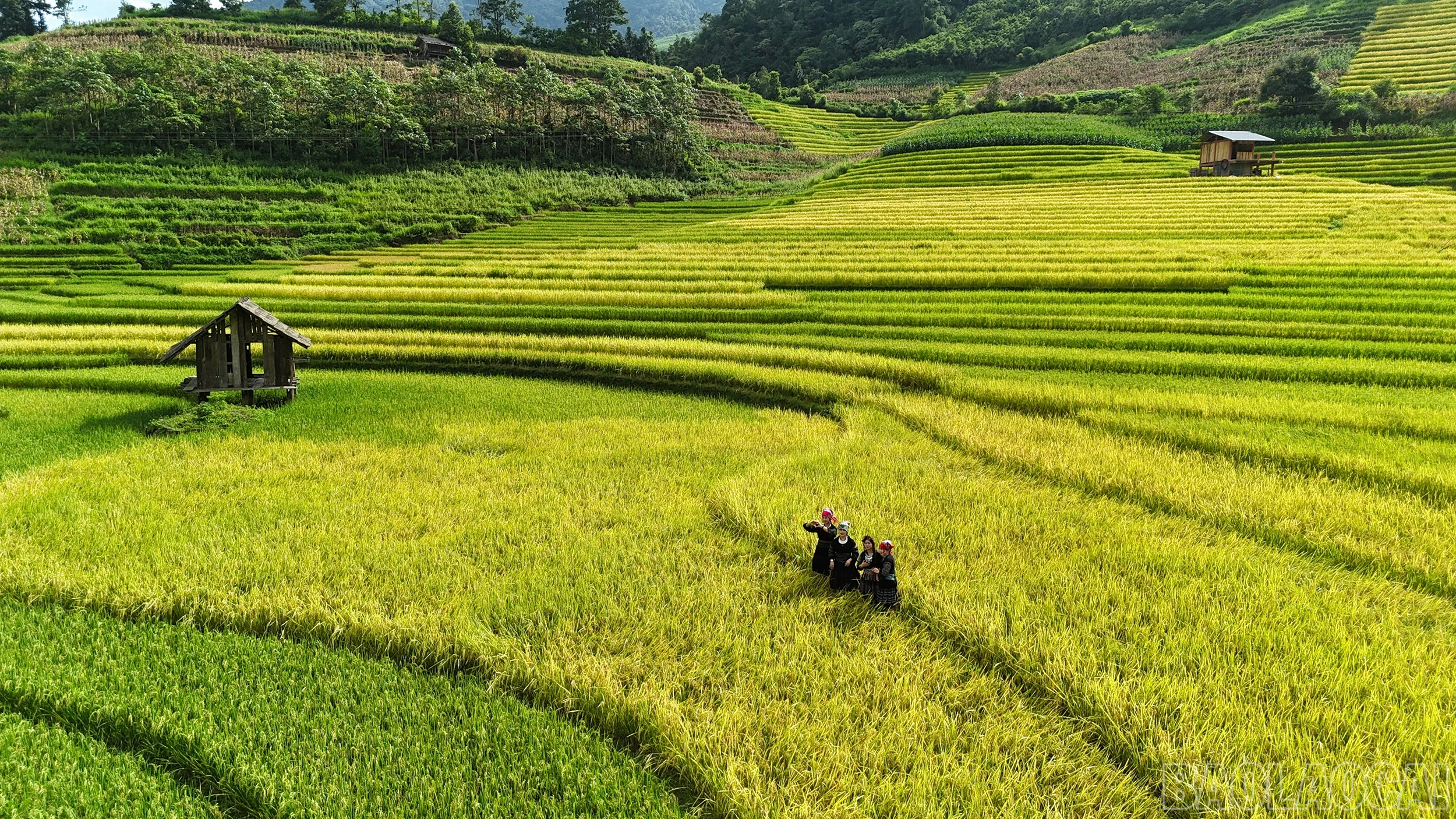 Mường Bo mùa lúa chín - Vẻ đẹp bình yên nơi thung lũng cuối trời Sa Pa - Hình 5