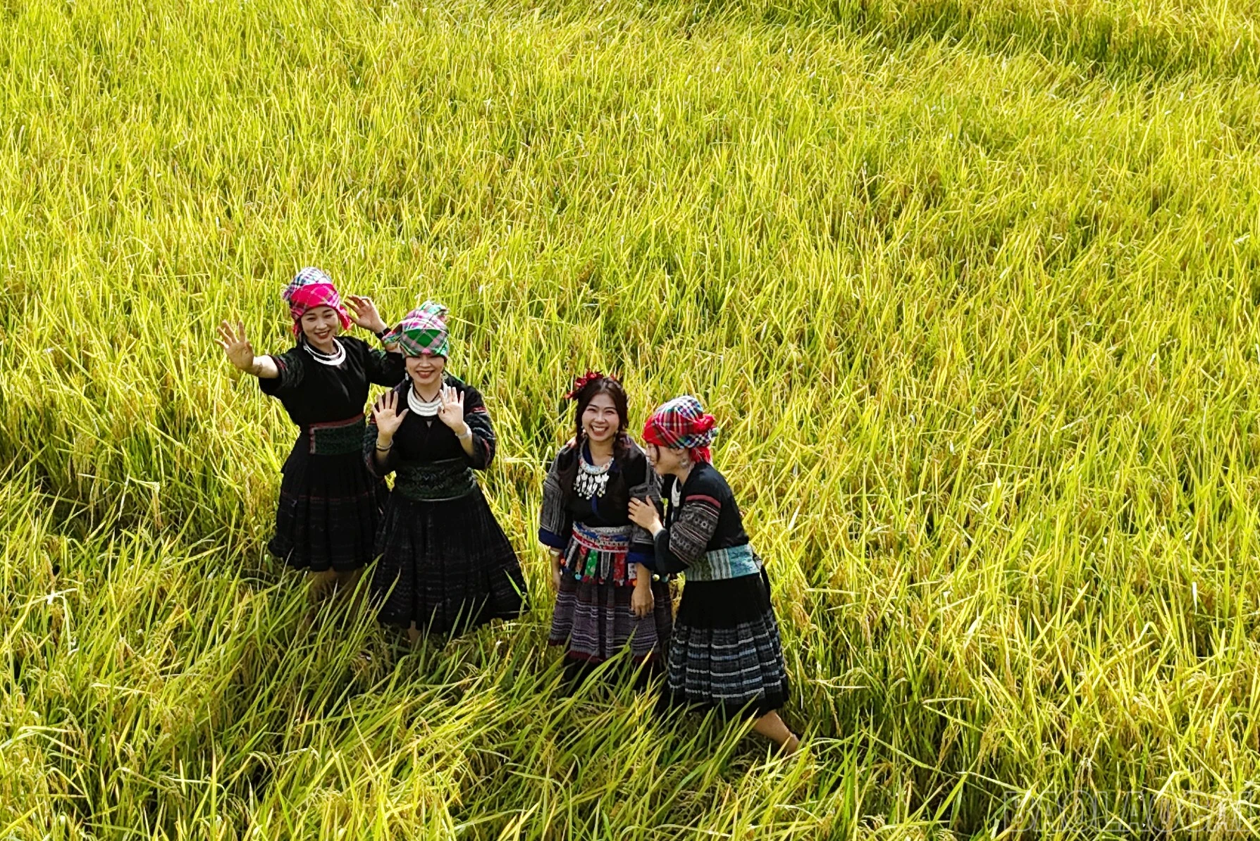 Mường Bo mùa lúa chín - Vẻ đẹp bình yên nơi thung lũng cuối trời Sa Pa - Hình 10