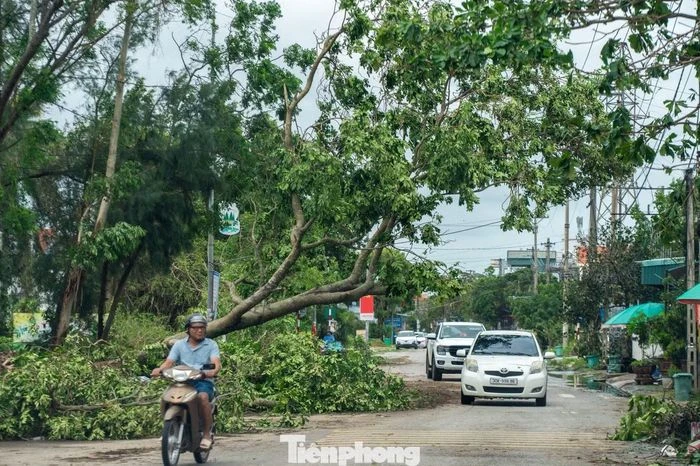 Không nhận ra mũi Sa Vĩ sau khi bão quét qua - Hình 12
