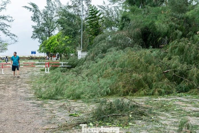Không nhận ra mũi Sa Vĩ sau khi bão quét qua - Hình 3