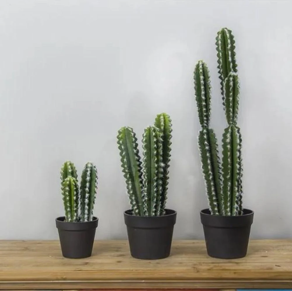 4 loại cây vừa dễ sống vừa mang ý nghĩa trấn nhà, hút tài lộc được nhiều gia đình yêu thích - Hình 3