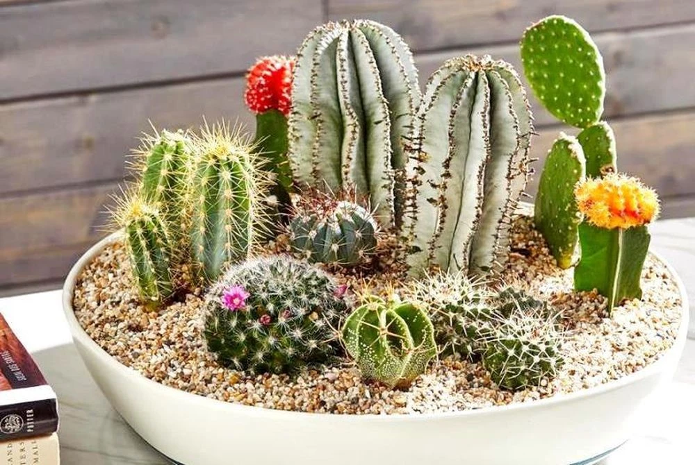 4 loại cây vừa dễ sống vừa mang ý nghĩa trấn nhà, hút tài lộc được nhiều gia đình yêu thích - Hình 1