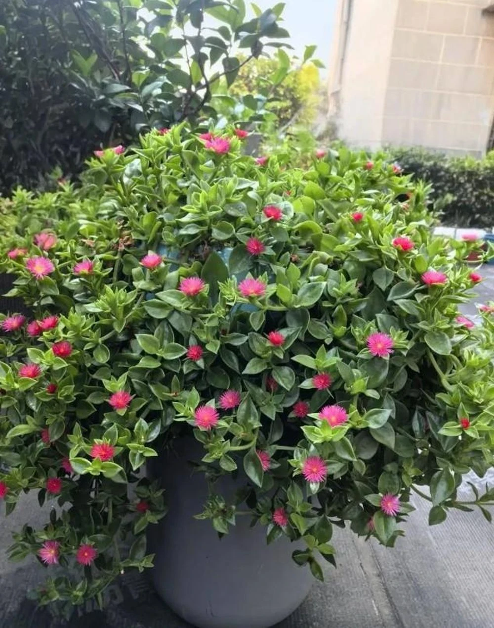 5 loại hoa đẹp đến mấy cũng không nên tùy tiện trồng trong nhà, nhiều gia đình đang mắc phải, đặc biệt là số 1 - Hình 1