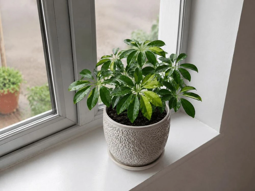 4 loại cây phù hợp đặt cạnh cửa sổ nhiều nắng - Hình 3