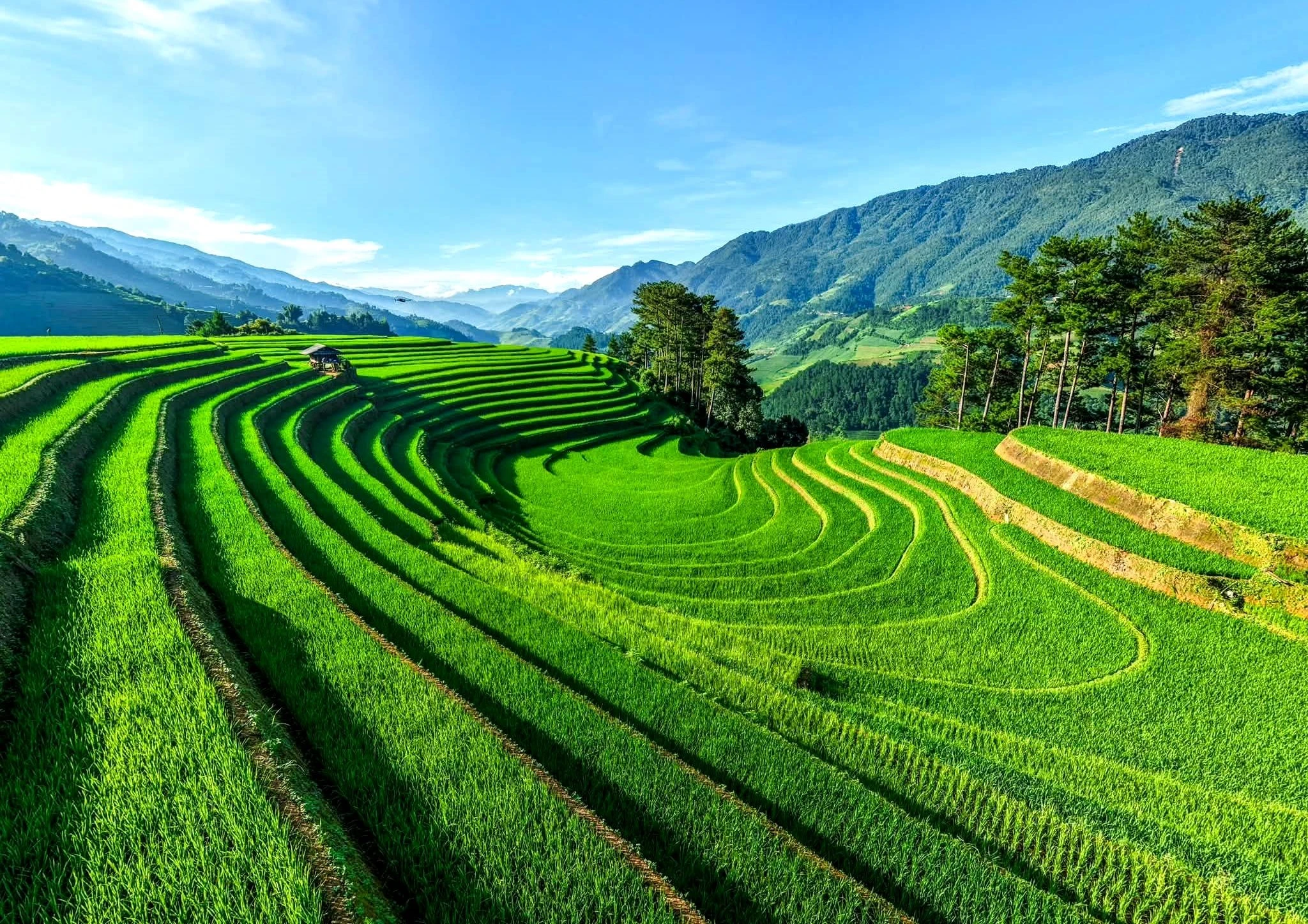 Bay dù lượn trên mùa vàng, chạy ultra trail giữa ruộng bậc thang Mù Cang Chải - Hình 3