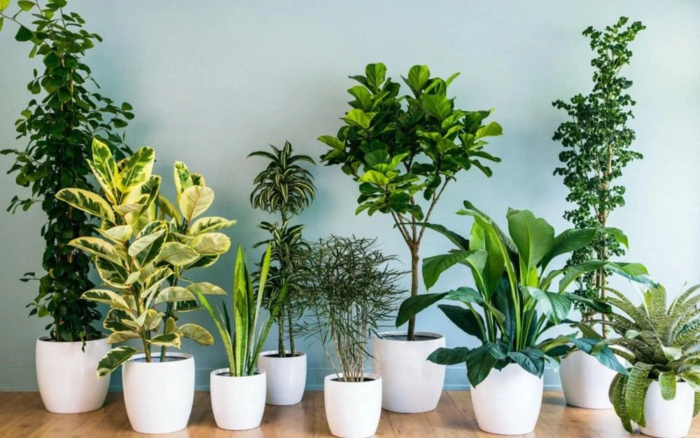 Đặt cây trong nhà để chiêu tài: 3 vị trí đại kỵ nhiều người vô tình mắc phải, cây dễ héo úa, phản tác dụng - Hình 1