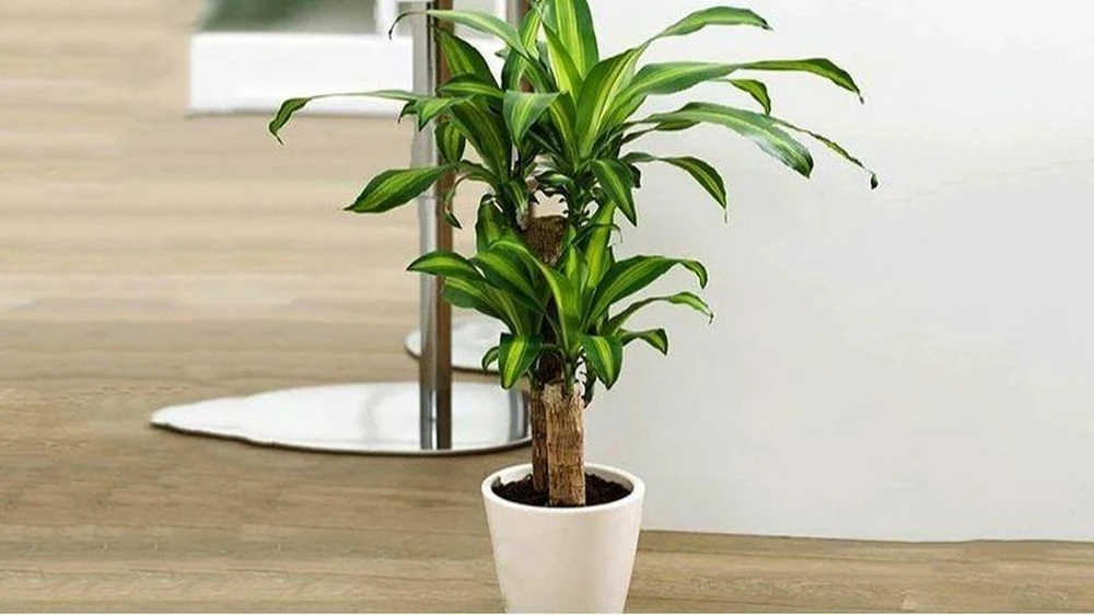 Đặt cây trong nhà để chiêu tài: 3 vị trí đại kỵ nhiều người vô tình mắc phải, cây dễ héo úa, phản tác dụng - Hình 2