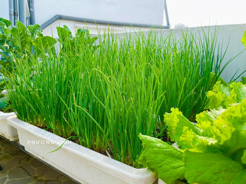 4 loại rau dễ trồng nhất tháng 8 này - Hình 5