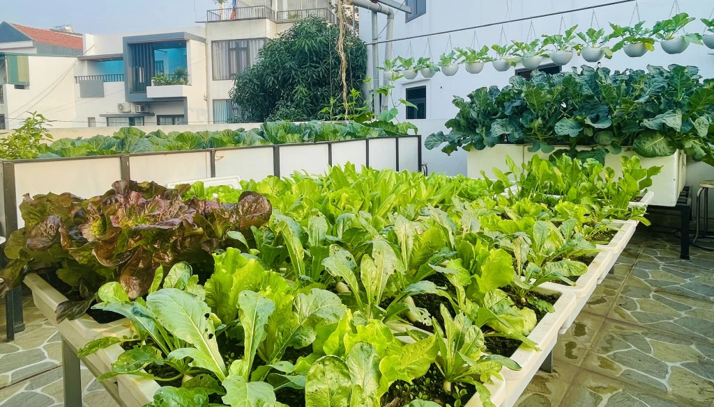 4 loại rau dễ trồng nhất tháng 8 này - Hình 2