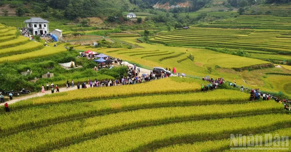 Vì một miền quê đáng sống: Sín Chéng mùa vàng ngân vang tiếng khèn - Hình 1