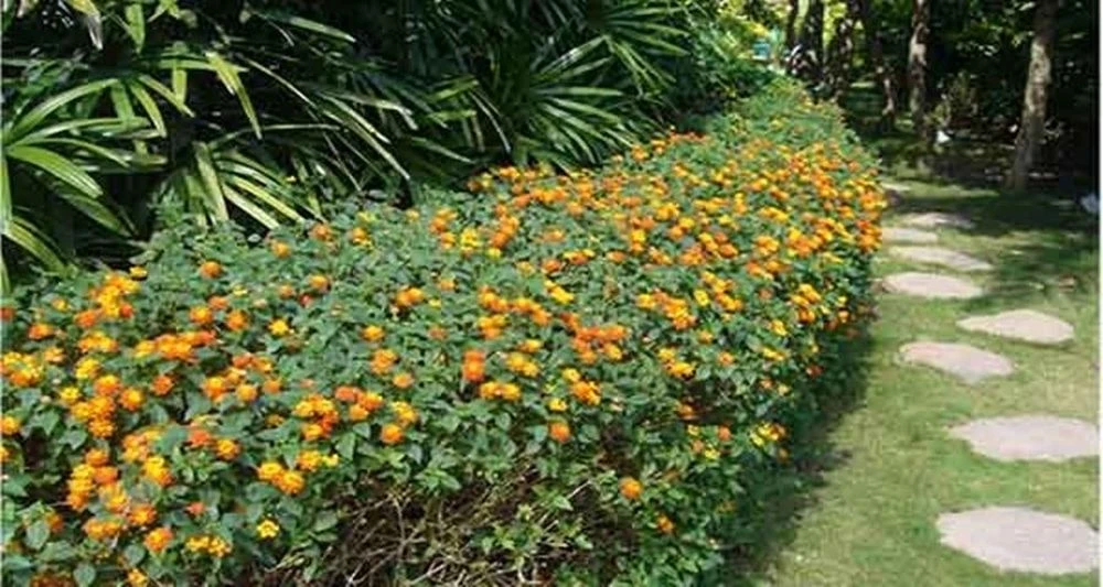 5 loại cây dễ chăm sóc, thích hợp trồng lối đi sân vườn - Hình 5