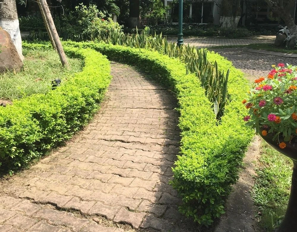 5 loại cây dễ chăm sóc, thích hợp trồng lối đi sân vườn - Hình 2
