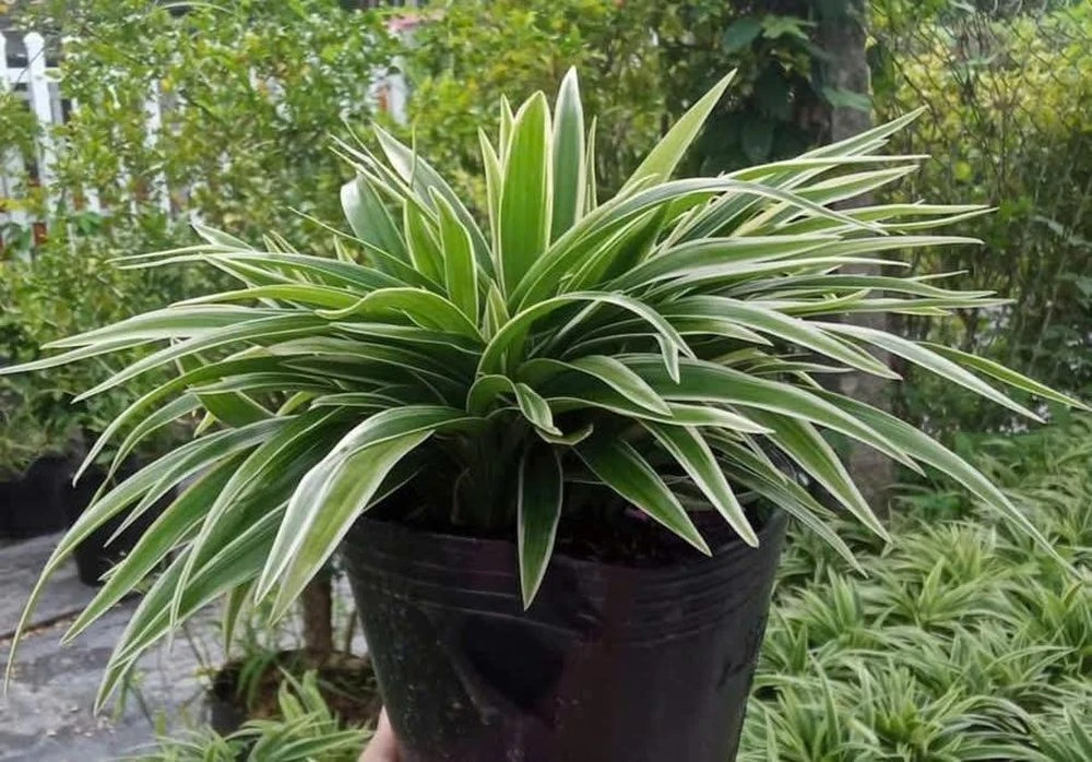 5 loại cây dễ chăm sóc, thích hợp trồng lối đi sân vườn - Hình 3